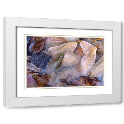 Frozen Willow Leaves and Grouse Feather White Modern Wood Framed Art Print with Double Matting by Fitzharris, Tim