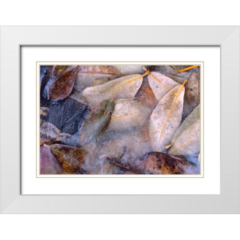 Frozen Willow Leaves and Grouse Feather White Modern Wood Framed Art Print with Double Matting by Fitzharris, Tim