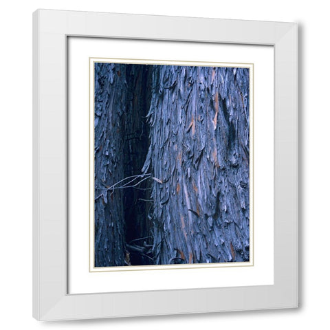 Yellow Cedar Trunks White Modern Wood Framed Art Print with Double Matting by Fitzharris, Tim