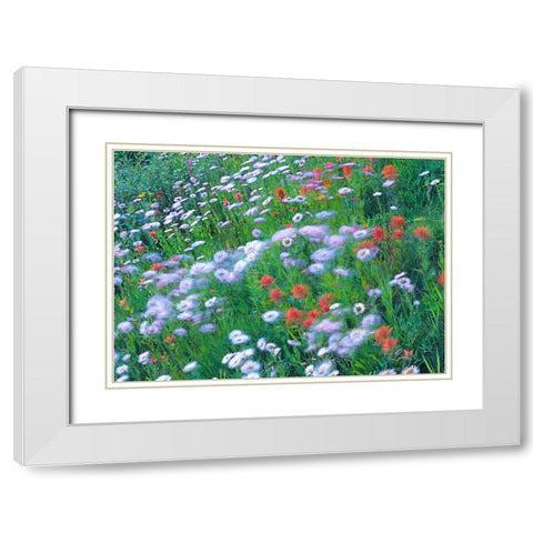 Alpine Wildflowers White Modern Wood Framed Art Print with Double Matting by Fitzharris, Tim