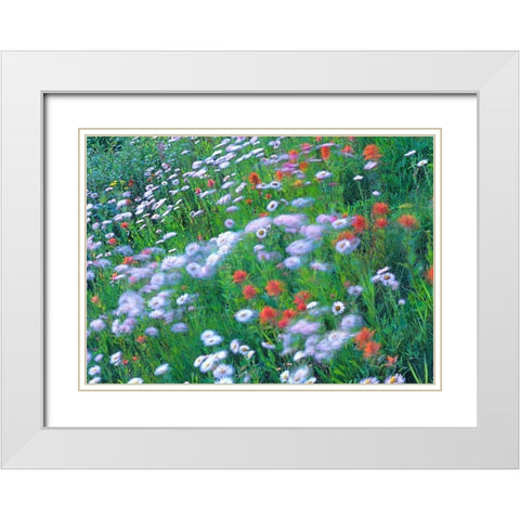 Alpine Wildflowers White Modern Wood Framed Art Print with Double Matting by Fitzharris, Tim