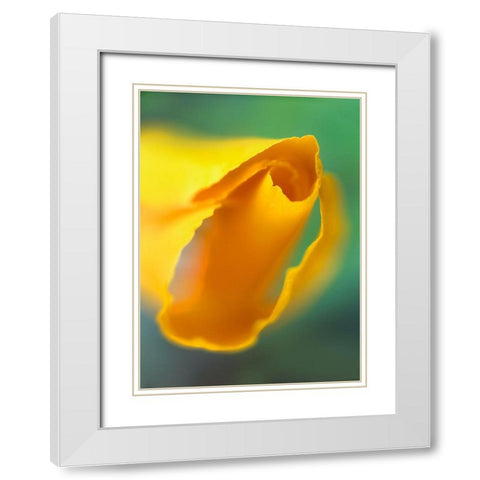 California Poppy White Modern Wood Framed Art Print with Double Matting by Fitzharris, Tim