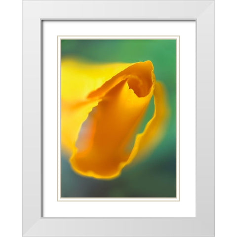 California Poppy White Modern Wood Framed Art Print with Double Matting by Fitzharris, Tim