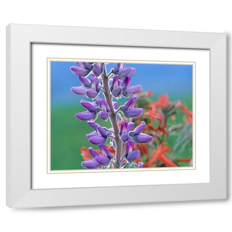 Lupine with Scarlet Gilia White Modern Wood Framed Art Print with Double Matting by Fitzharris, Tim