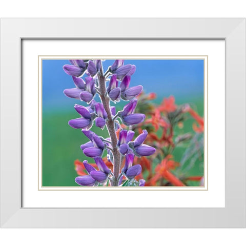 Lupine with Scarlet Gilia White Modern Wood Framed Art Print with Double Matting by Fitzharris, Tim