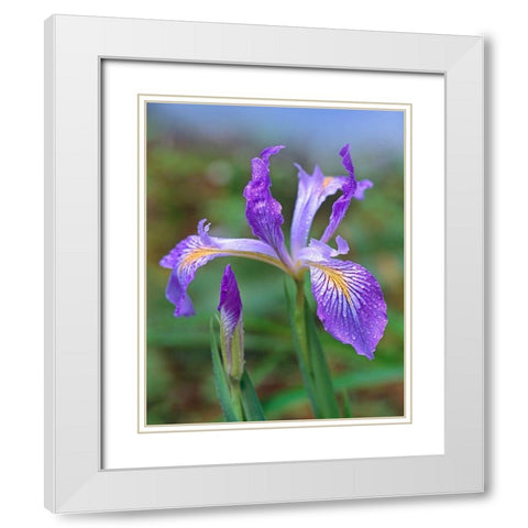 Douglas Iris White Modern Wood Framed Art Print with Double Matting by Fitzharris, Tim