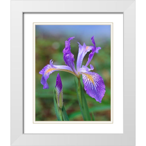 Douglas Iris White Modern Wood Framed Art Print with Double Matting by Fitzharris, Tim