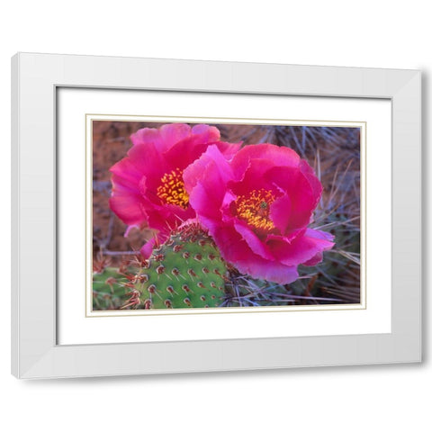 Grizzly Bear Cactus White Modern Wood Framed Art Print with Double Matting by Fitzharris, Tim