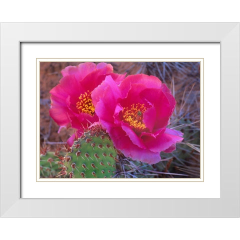 Grizzly Bear Cactus White Modern Wood Framed Art Print with Double Matting by Fitzharris, Tim