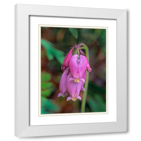 Bleeding Hearts White Modern Wood Framed Art Print with Double Matting by Fitzharris, Tim