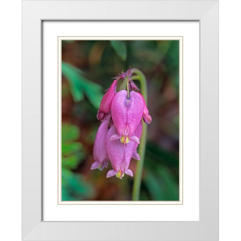 Bleeding Hearts White Modern Wood Framed Art Print with Double Matting by Fitzharris, Tim