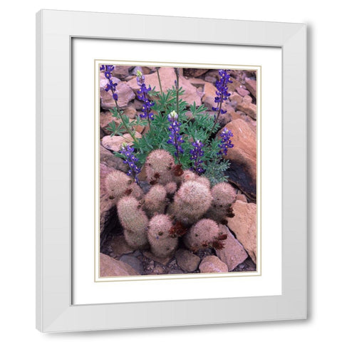 Brown Flowered Cactus and Lupines White Modern Wood Framed Art Print with Double Matting by Fitzharris, Tim