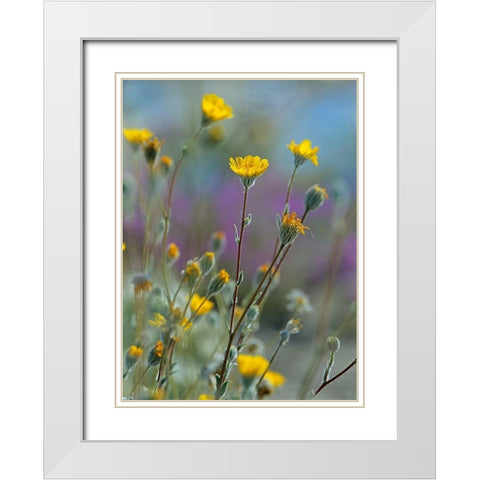 Desert Sunflowers White Modern Wood Framed Art Print with Double Matting by Fitzharris, Tim