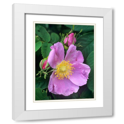 Wild Rose White Modern Wood Framed Art Print with Double Matting by Fitzharris, Tim