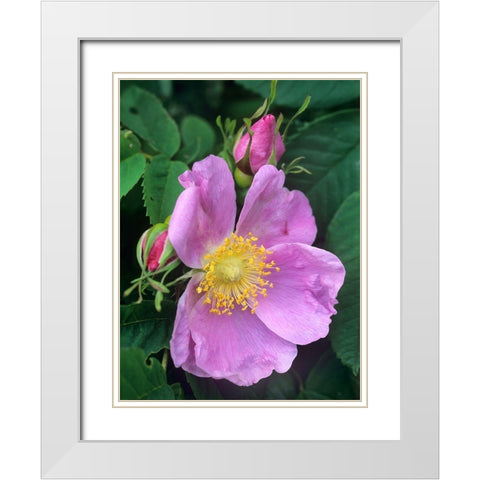 Wild Rose White Modern Wood Framed Art Print with Double Matting by Fitzharris, Tim