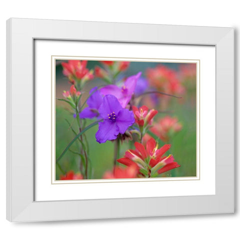 Prarie Spiderwort and Indian paintbrushes White Modern Wood Framed Art Print with Double Matting by Fitzharris, Tim