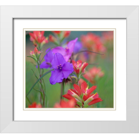 Prarie Spiderwort and Indian paintbrushes White Modern Wood Framed Art Print with Double Matting by Fitzharris, Tim