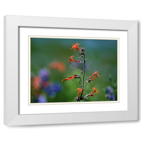 Scarlet Trumpets White Modern Wood Framed Art Print with Double Matting by Fitzharris, Tim