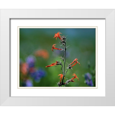 Scarlet Trumpets White Modern Wood Framed Art Print with Double Matting by Fitzharris, Tim