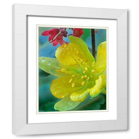 Yellow Columbine and Coral Bells White Modern Wood Framed Art Print with Double Matting by Fitzharris, Tim