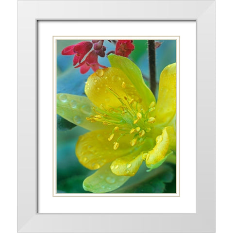 Yellow Columbine and Coral Bells White Modern Wood Framed Art Print with Double Matting by Fitzharris, Tim