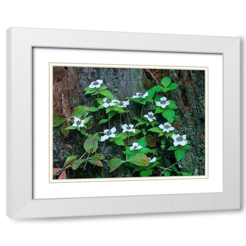 Bunchberry Blooms White Modern Wood Framed Art Print with Double Matting by Fitzharris, Tim