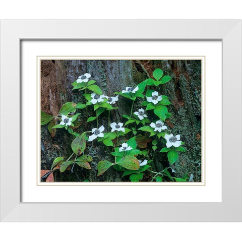 Bunchberry Blooms White Modern Wood Framed Art Print with Double Matting by Fitzharris, Tim