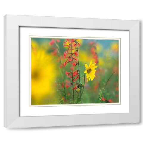 Sunflower and Scarlet Gilia White Modern Wood Framed Art Print with Double Matting by Fitzharris, Tim