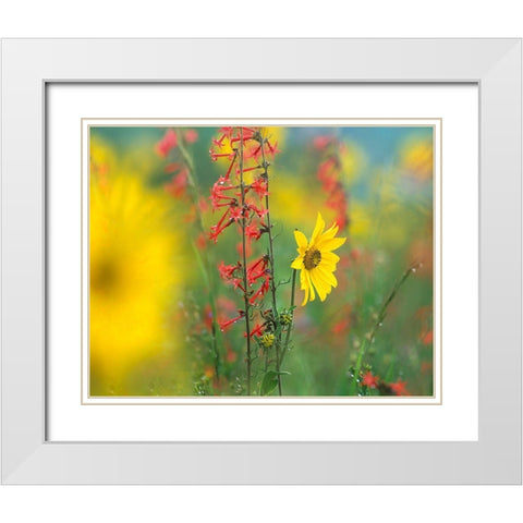 Sunflower and Scarlet Gilia White Modern Wood Framed Art Print with Double Matting by Fitzharris, Tim