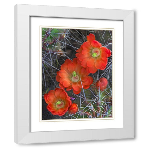 Claret Cup Cactus White Modern Wood Framed Art Print with Double Matting by Fitzharris, Tim