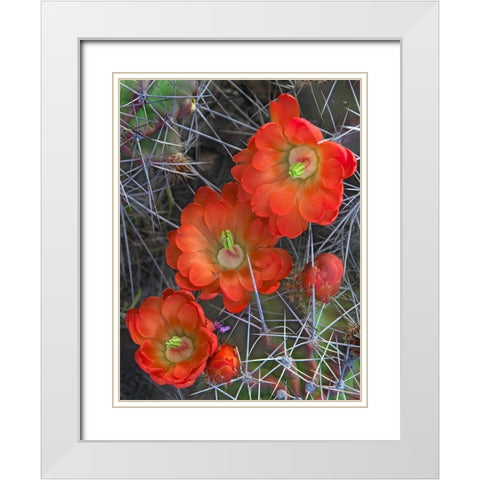 Claret Cup Cactus White Modern Wood Framed Art Print with Double Matting by Fitzharris, Tim