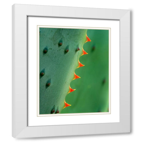 Cape Aloe White Modern Wood Framed Art Print with Double Matting by Fitzharris, Tim
