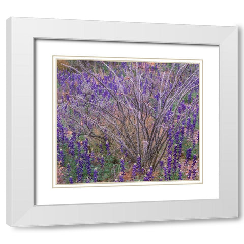 Bluebonnets and Ocotillo White Modern Wood Framed Art Print with Double Matting by Fitzharris, Tim