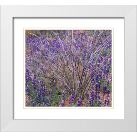 Bluebonnets and Ocotillo White Modern Wood Framed Art Print with Double Matting by Fitzharris, Tim