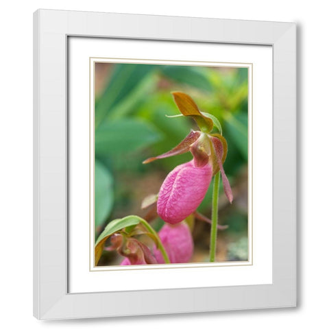 Pink Ladys Slipper Orchid White Modern Wood Framed Art Print with Double Matting by Fitzharris, Tim