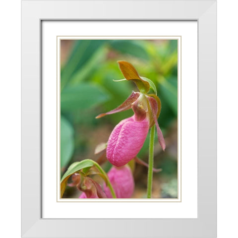 Pink Ladys Slipper Orchid White Modern Wood Framed Art Print with Double Matting by Fitzharris, Tim