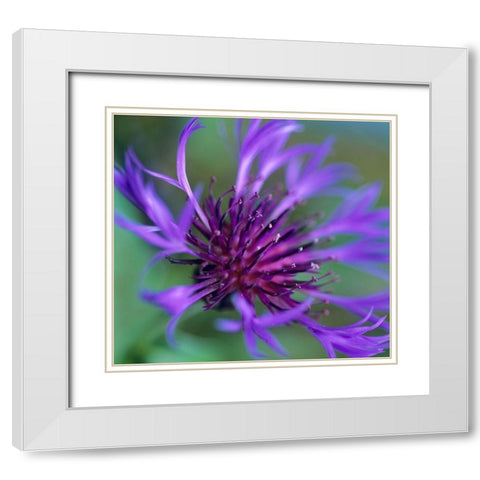 Mountain Bluet White Modern Wood Framed Art Print with Double Matting by Fitzharris, Tim