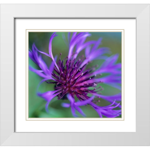 Mountain Bluet White Modern Wood Framed Art Print with Double Matting by Fitzharris, Tim