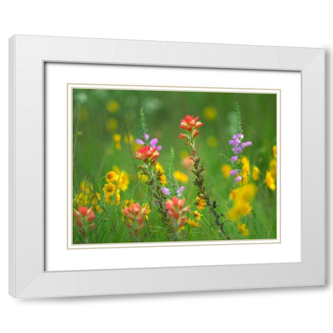 Indian Paintbrushes with Coreopsis and Hairy Beartoungue Penstemon White Modern Wood Framed Art Print with Double Matting by Fitzharris, Tim