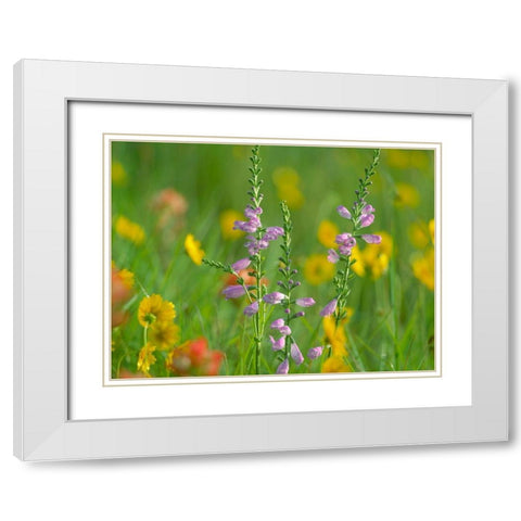 Hairy Beardtoungue Penstemon White Modern Wood Framed Art Print with Double Matting by Fitzharris, Tim