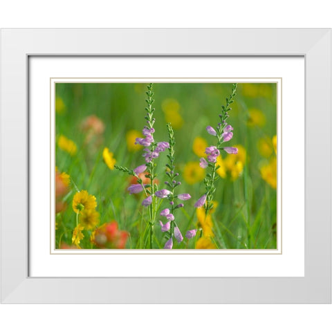 Hairy Beardtoungue Penstemon White Modern Wood Framed Art Print with Double Matting by Fitzharris, Tim