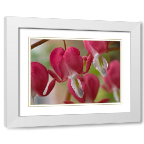 Bleeding Hearts I White Modern Wood Framed Art Print with Double Matting by Fitzharris, Tim