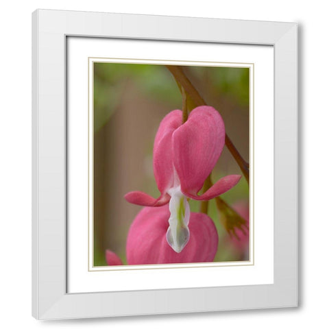 Bleeding Hearts II White Modern Wood Framed Art Print with Double Matting by Fitzharris, Tim