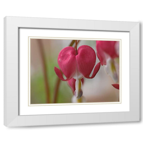 Bleeding Hearts III White Modern Wood Framed Art Print with Double Matting by Fitzharris, Tim