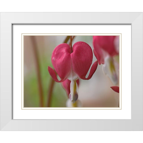 Bleeding Hearts III White Modern Wood Framed Art Print with Double Matting by Fitzharris, Tim