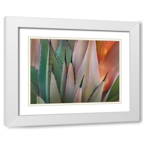 Havard Agave White Modern Wood Framed Art Print with Double Matting by Fitzharris, Tim