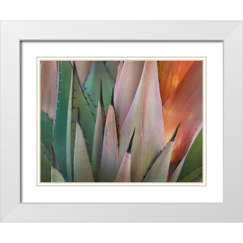 Havard Agave White Modern Wood Framed Art Print with Double Matting by Fitzharris, Tim