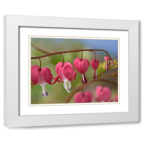 Bleeding Hearts IV White Modern Wood Framed Art Print with Double Matting by Fitzharris, Tim