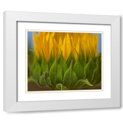 Sunflowers I White Modern Wood Framed Art Print with Double Matting by Fitzharris, Tim