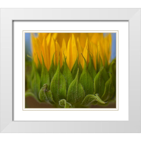 Sunflowers I White Modern Wood Framed Art Print with Double Matting by Fitzharris, Tim